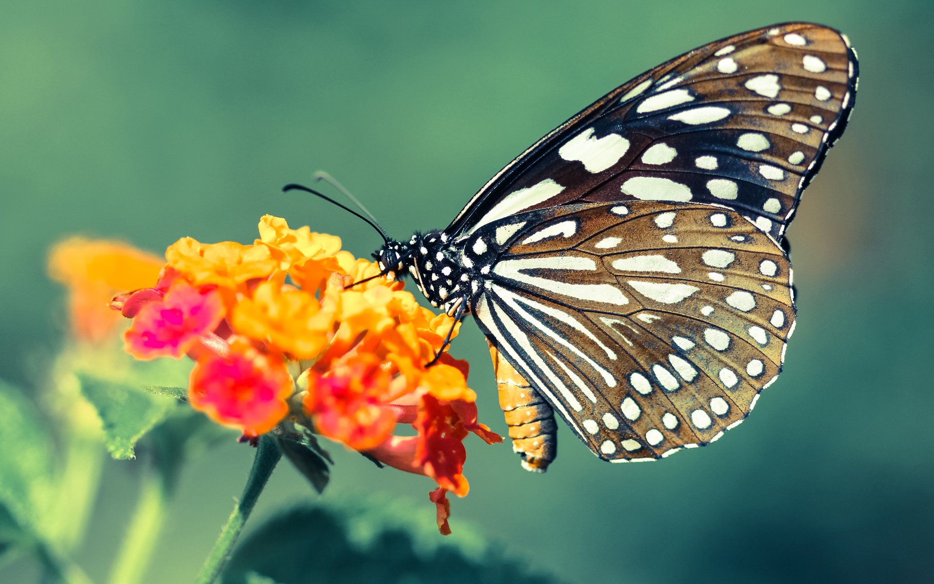 传控球队是否易被长传反击打穿防线中轴，传控打法和防守反击