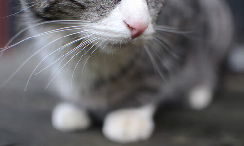 广东队老将发挥稳定引领年轻球员成长，广东队现役球员