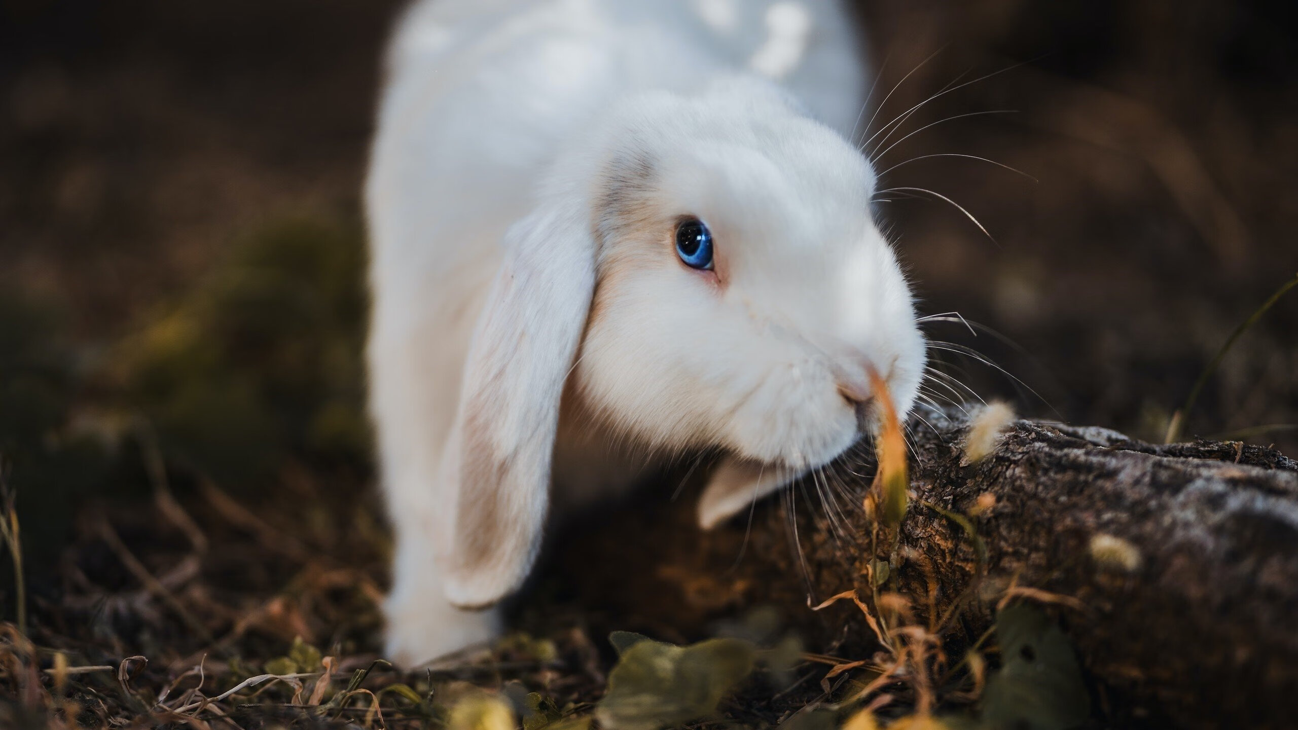 德国队备战国际乒联混合团体世界杯：赛制对战绩的影响，德国乒乓球参赛名单