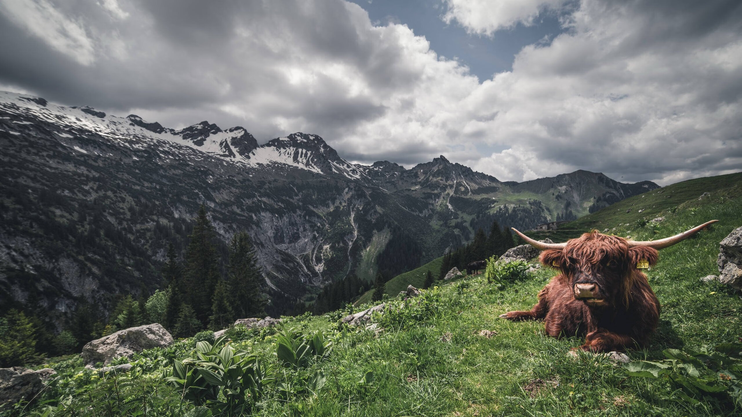 “帕布罗·马特拉的精准防守，为阿根廷美洲狮队的未来保驾护航”
