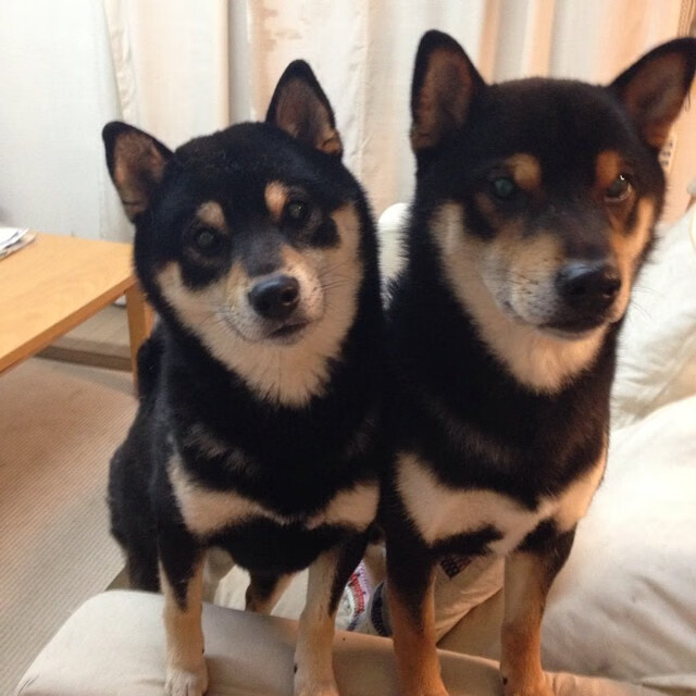 乌干达男篮在非洲预赛中拼搏奋战，迈出了历史性的一步，乌干达篮球水平