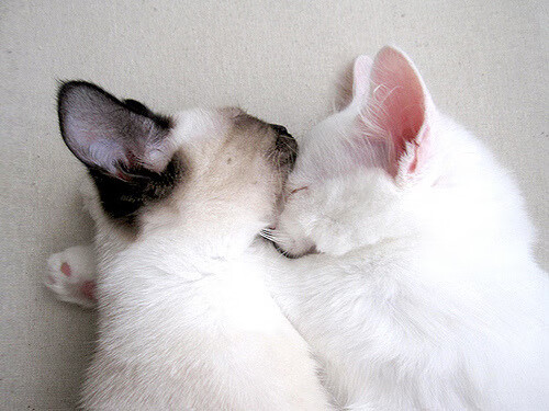 乐鱼app-弗朗索瓦·斯图尔特：南非队的节奏调控者，决定比赛的攻防走向