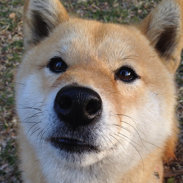 法甲冠军悬念:战术调整带来创新亮点,法甲冠军排名