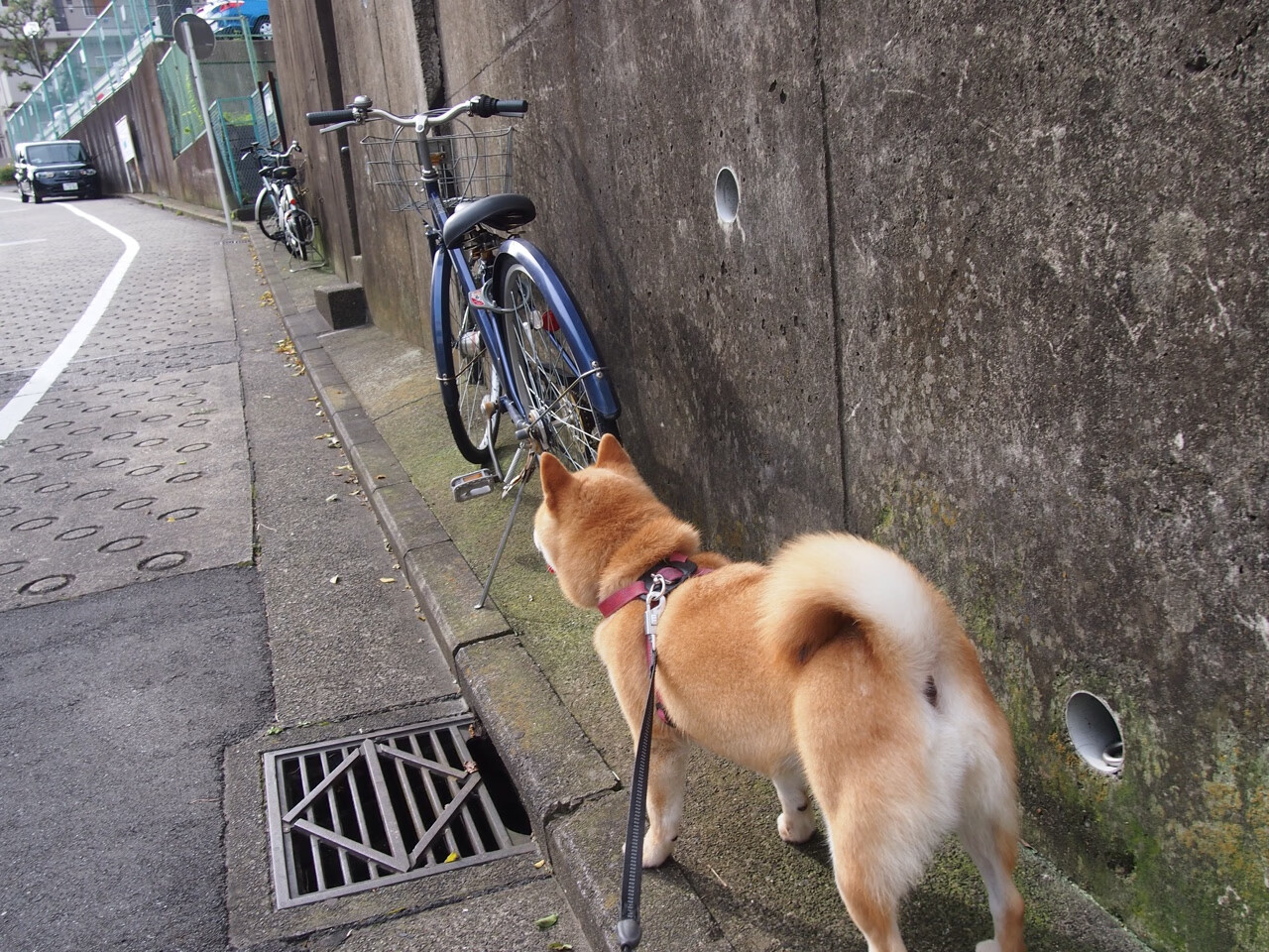 美洲杯最令人激动的时刻：团队荣誉与个人光辉的结合，美洲杯个人奖项