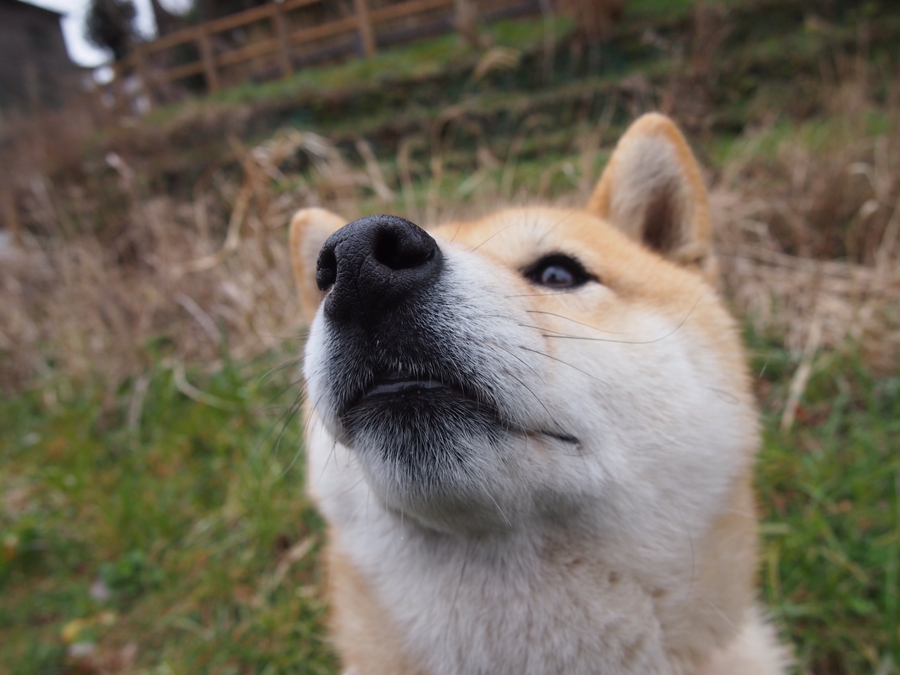 APP下载 LY Sports-自由泳短距离南非速度飞驰，自由泳比赛最长距离