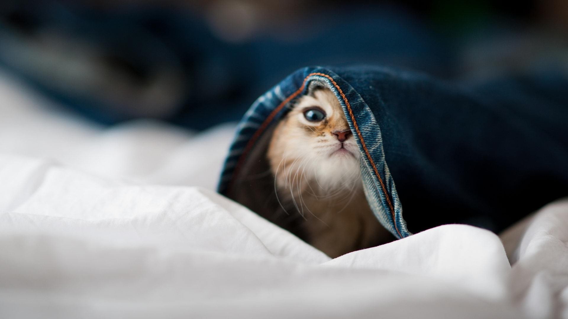 苏炳添在公开课中亲授起跑技巧，苏炳添的起跑方式叫什么