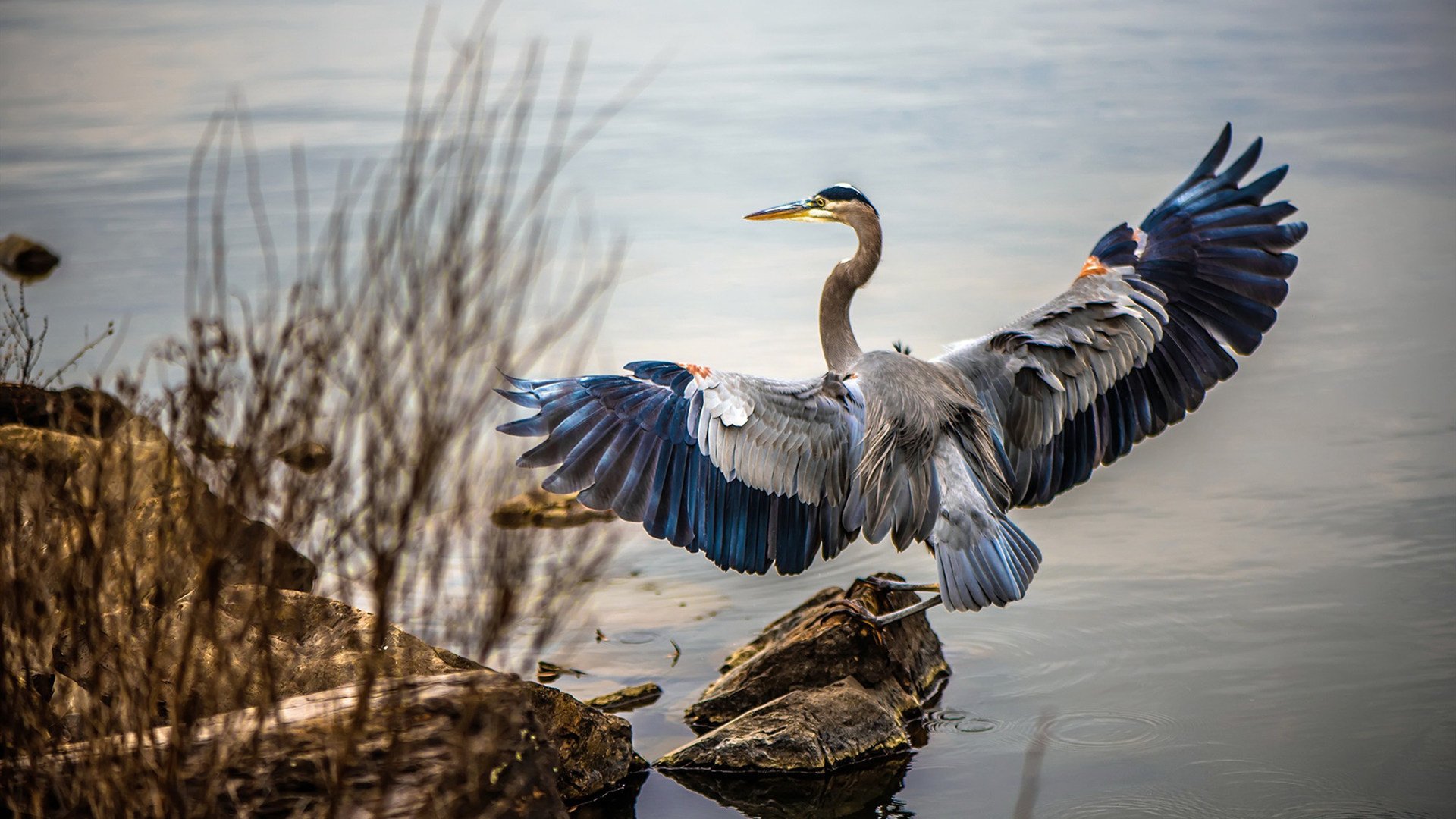 Leyu Sport下载-蛙泳冲刺比利时节奏精准，蛙泳比赛规则视频