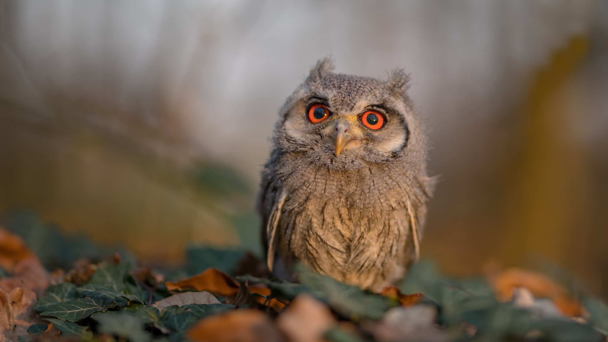 乐鱼娱乐app-跨界合作：篮球与音乐、时尚品牌联手塑造赛事新潮流，篮球类音乐